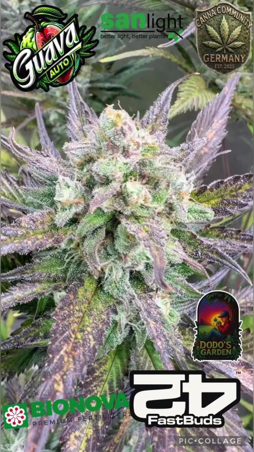 420 FastBuds Seedtest