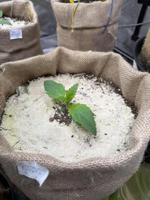 FastBuds42 Seedtest. Week 2 - Tag 11.