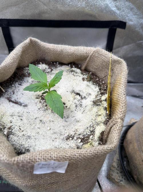 FastBuds42 Seedtest. Week 2 - Tag 11.