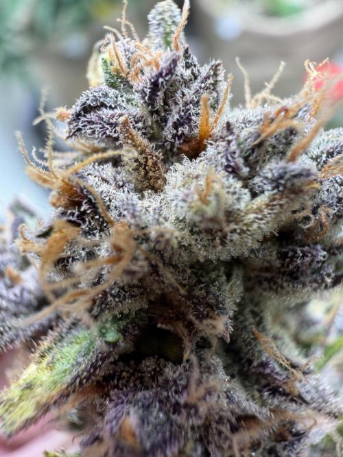 420 Fast Buds. Week 13