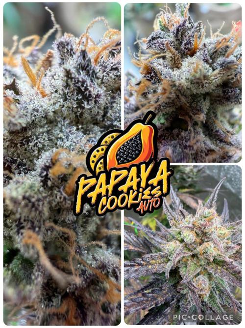 420 Fast Buds. Week 13