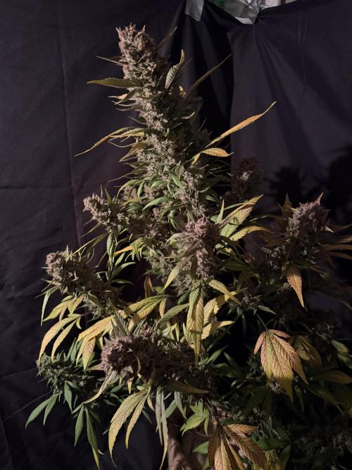 420 Fast Buds. Week 13