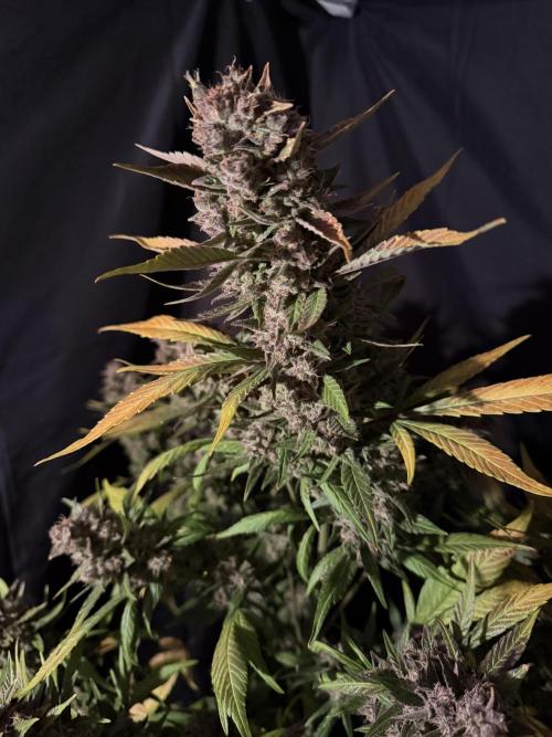 420 Fast Buds. Week 13