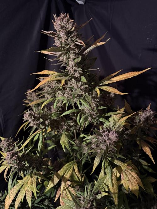 420 Fast Buds. Week 13