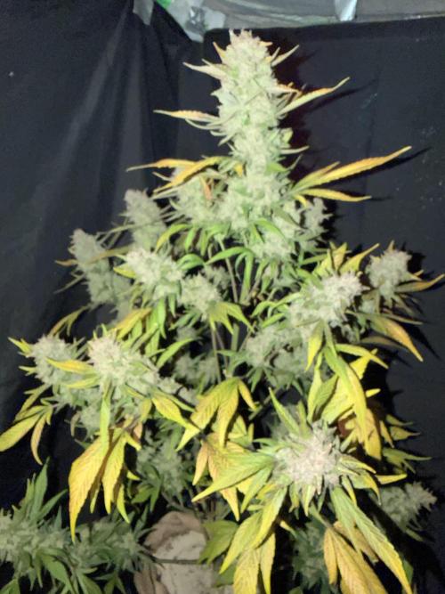 420 Fast Buds. Week 13