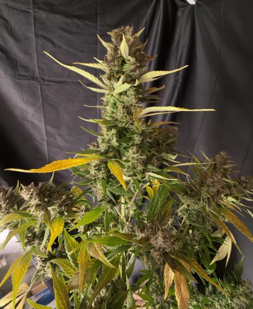 420 Fast Buds. Week 13