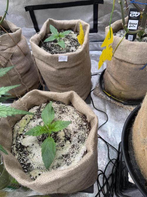 FastBuds42 Seedtest. Week 2 - Tag 14.