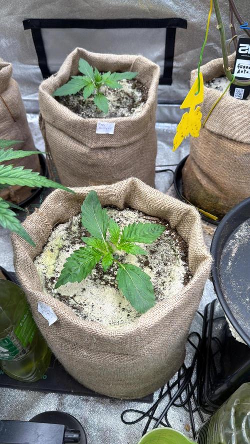 FastBuds42 Seedtest. Week 3 - Tag 15.