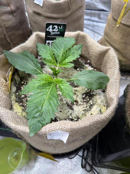 FastBuds42 Seedtest. Week 3 - Tag 17.