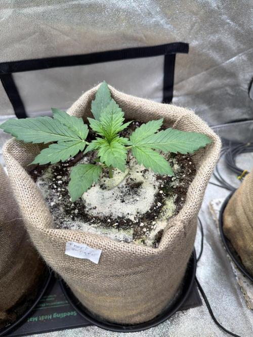 FastBuds42 Seedtest. Week 3 - Tag 17.