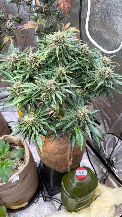 420 FastBuds Seedtest. Week 11 - Tag 72. Frostbanger