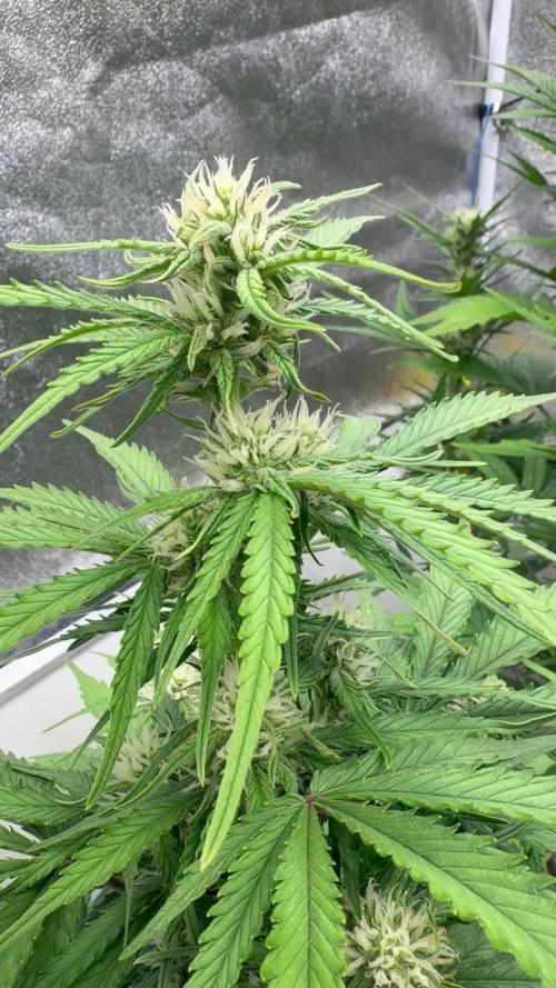 FastBuds Seedtest😁