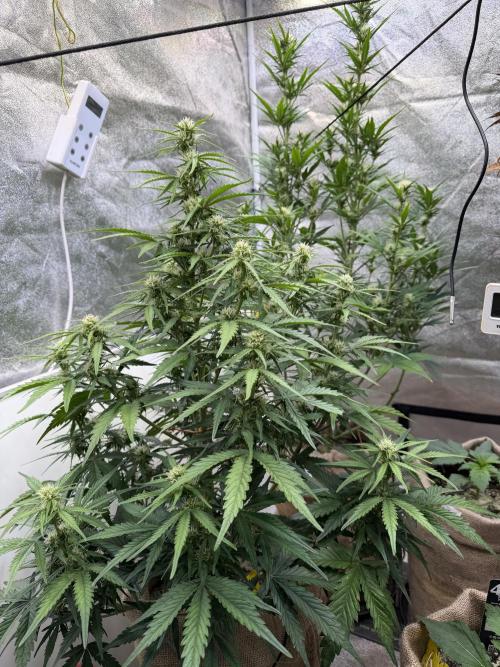 FastBuds Seedtest😁. Week 7