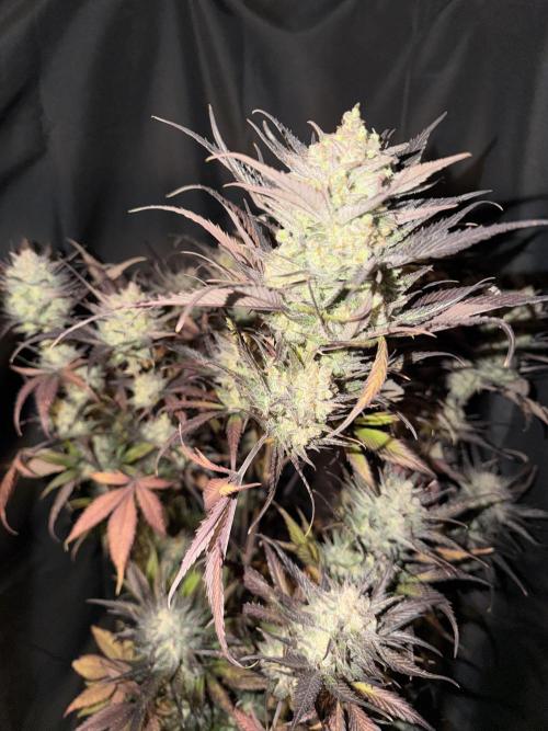 420 FastBuds Seedtest. Week 12