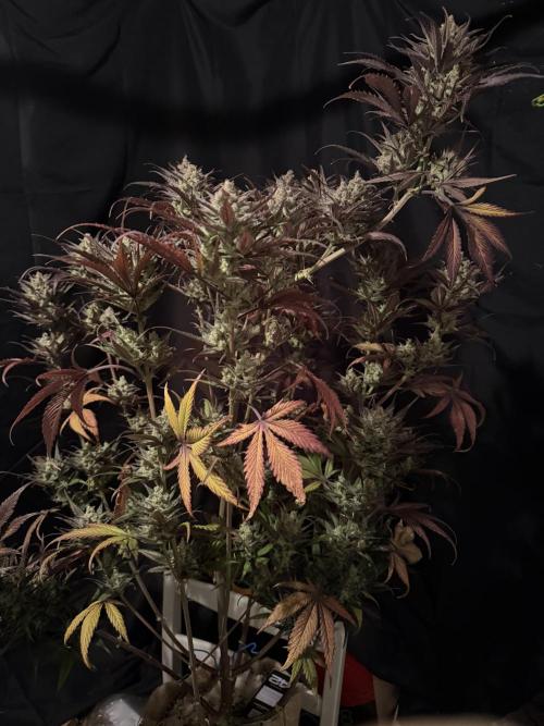 420 FastBuds Seedtest. Week 12