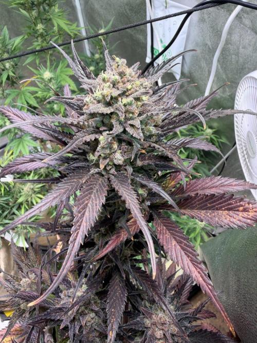 420 FastBuds Seedtest. Week 12