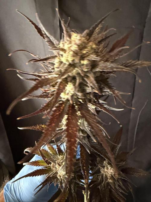 420 FastBuds Seedtest. Week 12