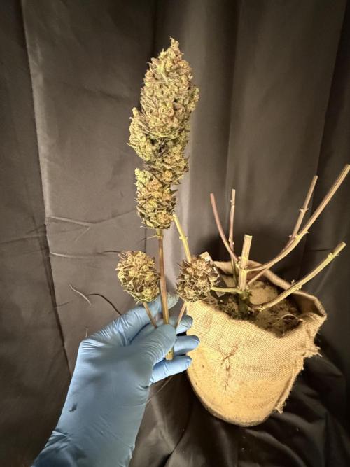 420 FastBuds Seedtest. Week 12