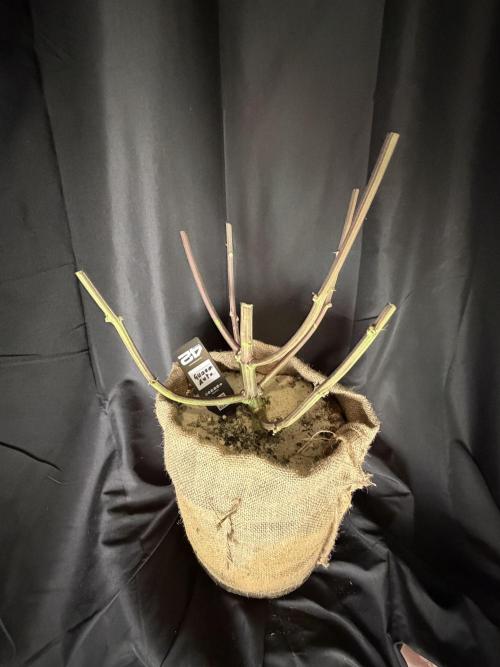 420 FastBuds Seedtest. Week 12