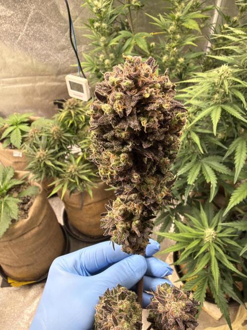 420 FastBuds Seedtest. Week 12