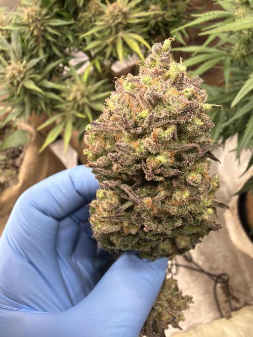 420 FastBuds Seedtest. Week 12