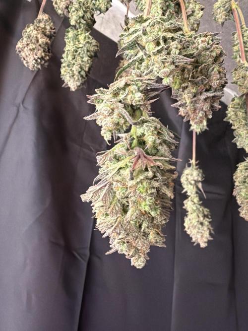 420 FastBuds Seedtest. Week 12