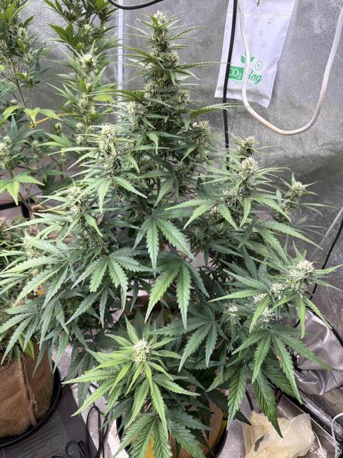 FastBuds Seedtest😁. Week 8 - Z-Up tag51.