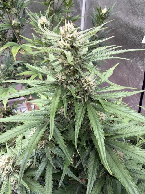 FastBuds Seedtest😁. Week 8 - Z-Up Tag 51.