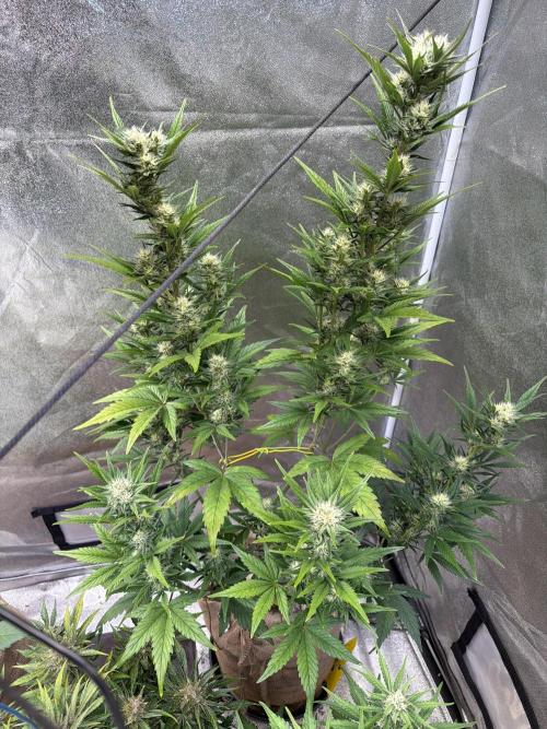 FastBuds Seedtest😁. Week 8 - AppleStrudel Tag 51.