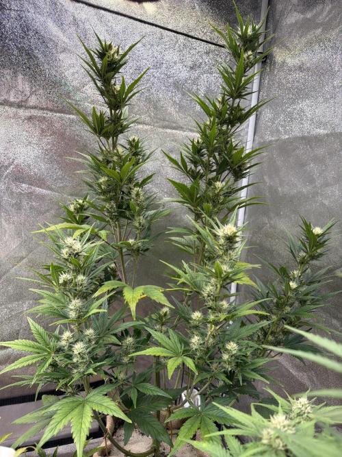 FastBuds Seedtest😁. Week 8 - AppleStrudel Tag 51.