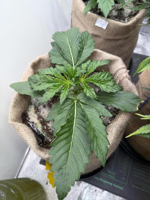 FastBuds42 Seedtest. Week 4 - BPP Tag 22.