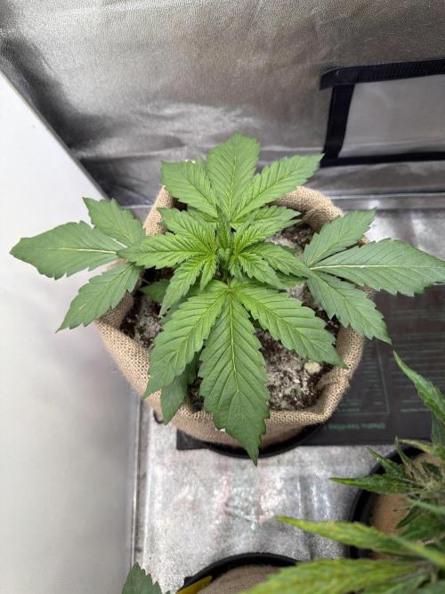 FastBuds42 Seedtest. Week 4 - Frostbanger Tag 22.