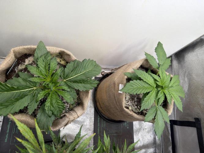 FastBuds42 Seedtest. Week 4 - Tag 22.