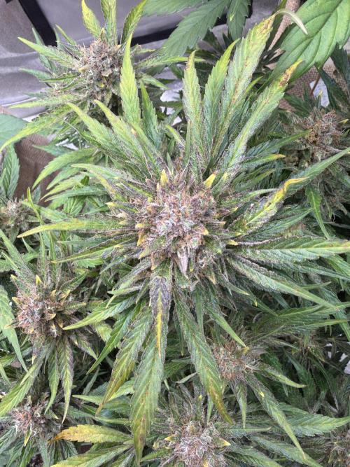 420 FastBuds Seedtest. Week 12 - Tag 77