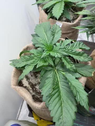 FastBuds42 Seedtest