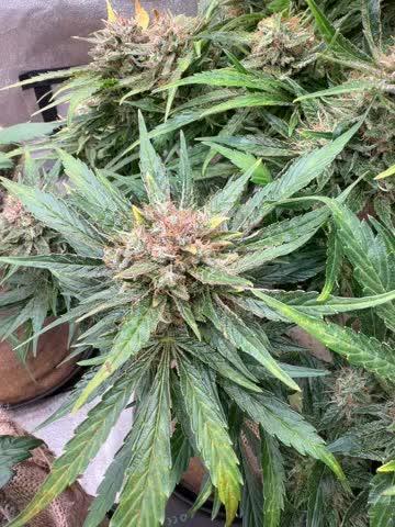 420 FastBuds Seedtest