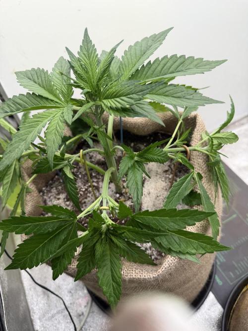 FastBuds42 Seedtest. Week 4