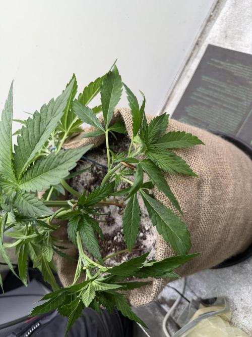 FastBuds42 Seedtest. Week 4