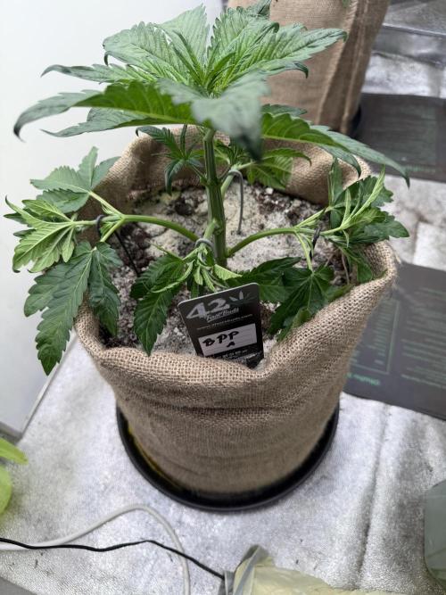 FastBuds42 Seedtest. Week 4