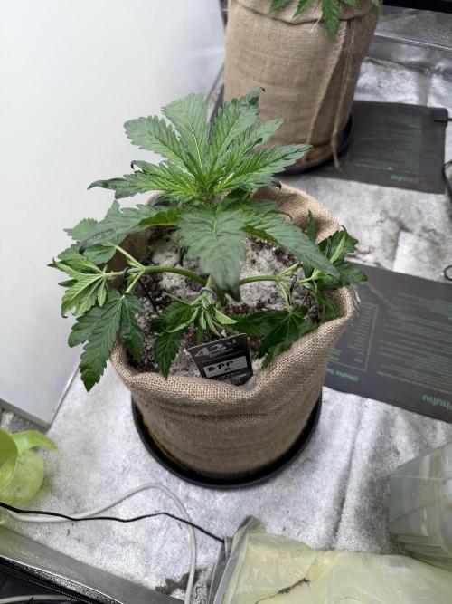 FastBuds42 Seedtest. Week 4