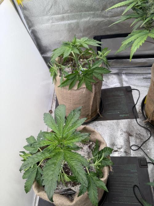 FastBuds42 Seedtest. Week 4