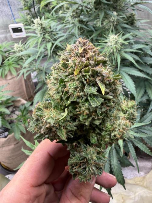 420 FastBuds Seedtest. Week 13