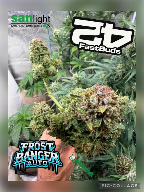 420 FastBuds Seedtest. Week 13