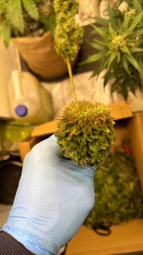 420 FastBuds Seedtest. Week 13