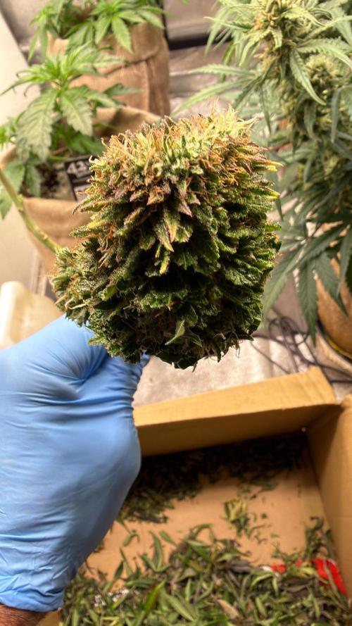 420 FastBuds Seedtest. Week 13