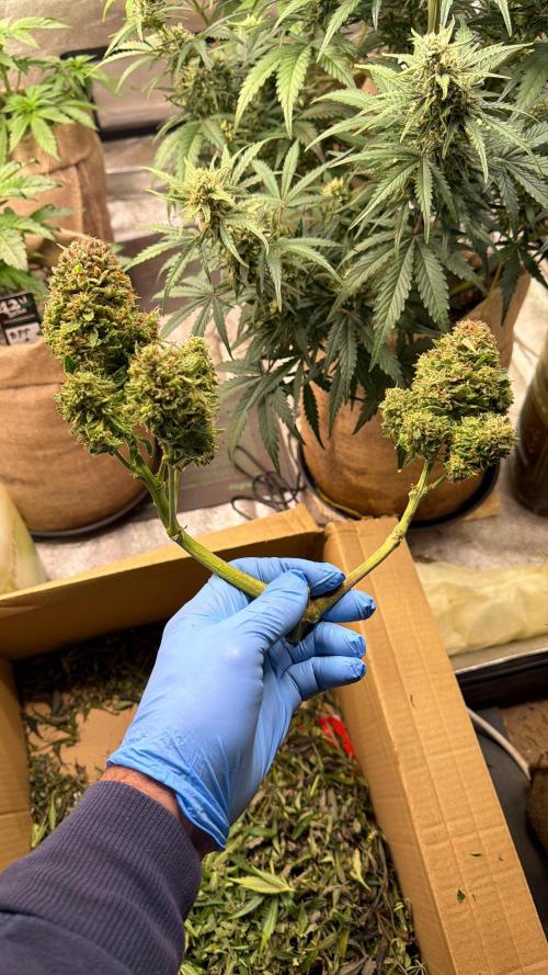 420 FastBuds Seedtest. Week 13