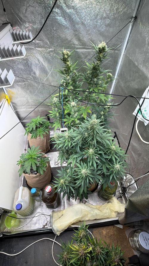 FastBuds Seedtest😁. Week 9