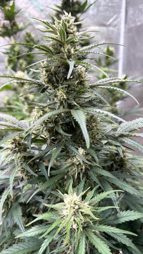 FastBuds Seedtest😁. Week 9