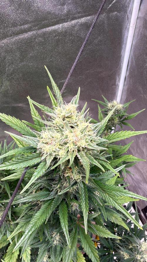 FastBuds Seedtest😁. Week 9