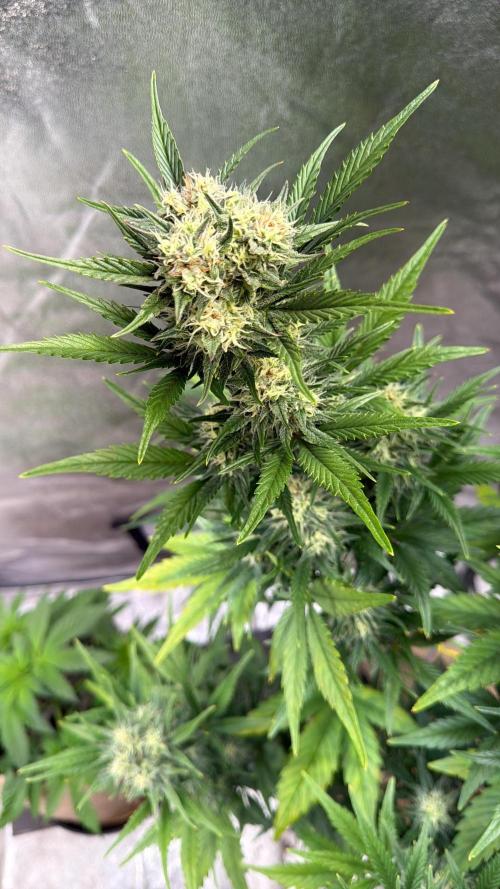 FastBuds Seedtest😁. Week 9